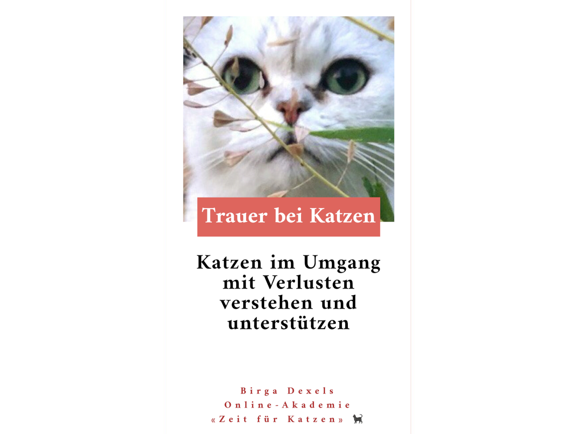 Trauer bei Katzen